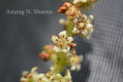 Buchanania axillaris